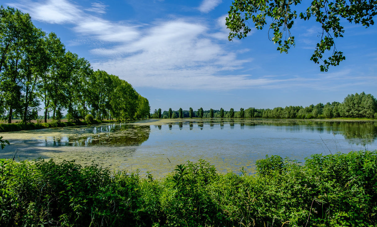 Cavalieri d’Italia riso Carnaroli Classico