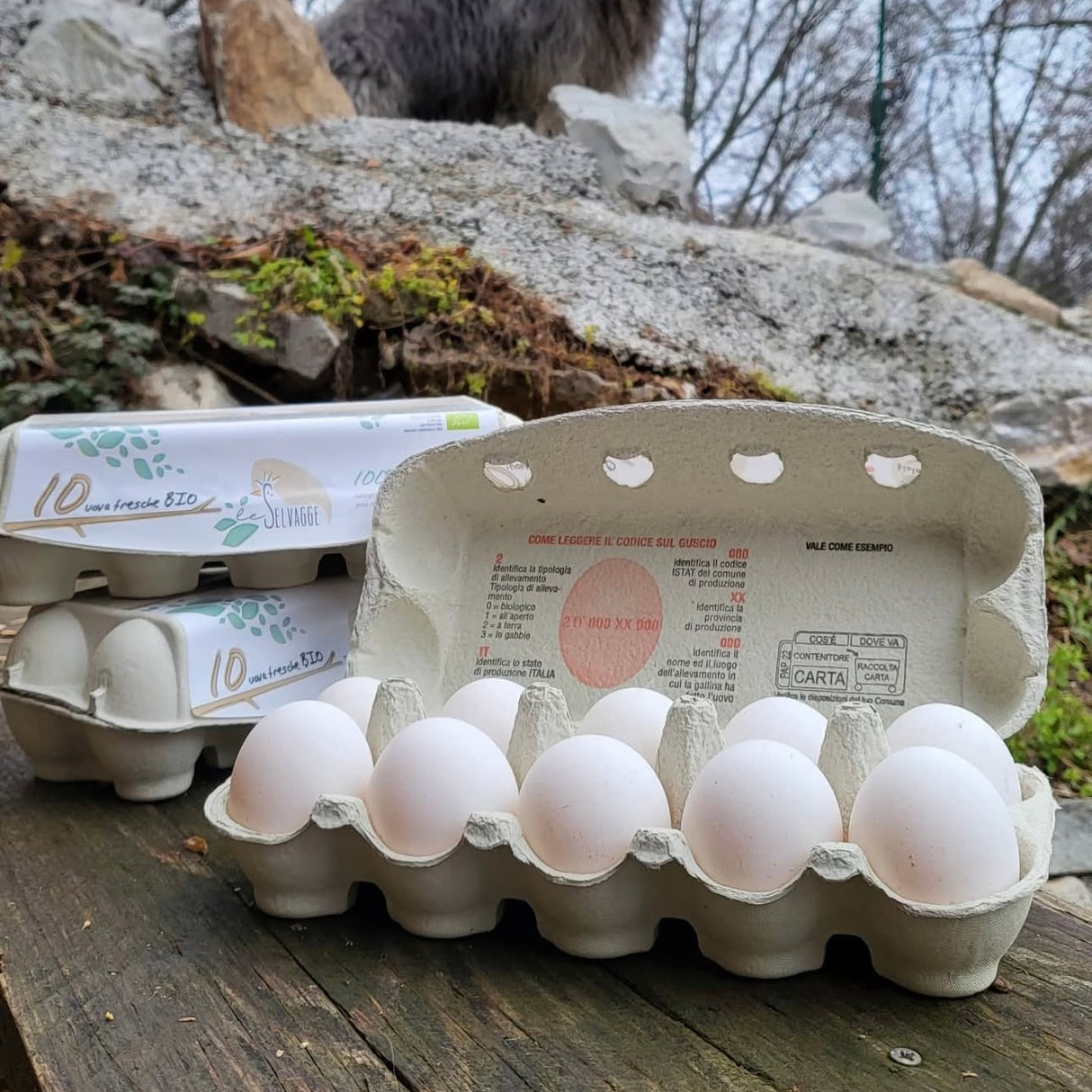 Le Selvagge uova bianche BIO in box di polpa di legno biodegradabile