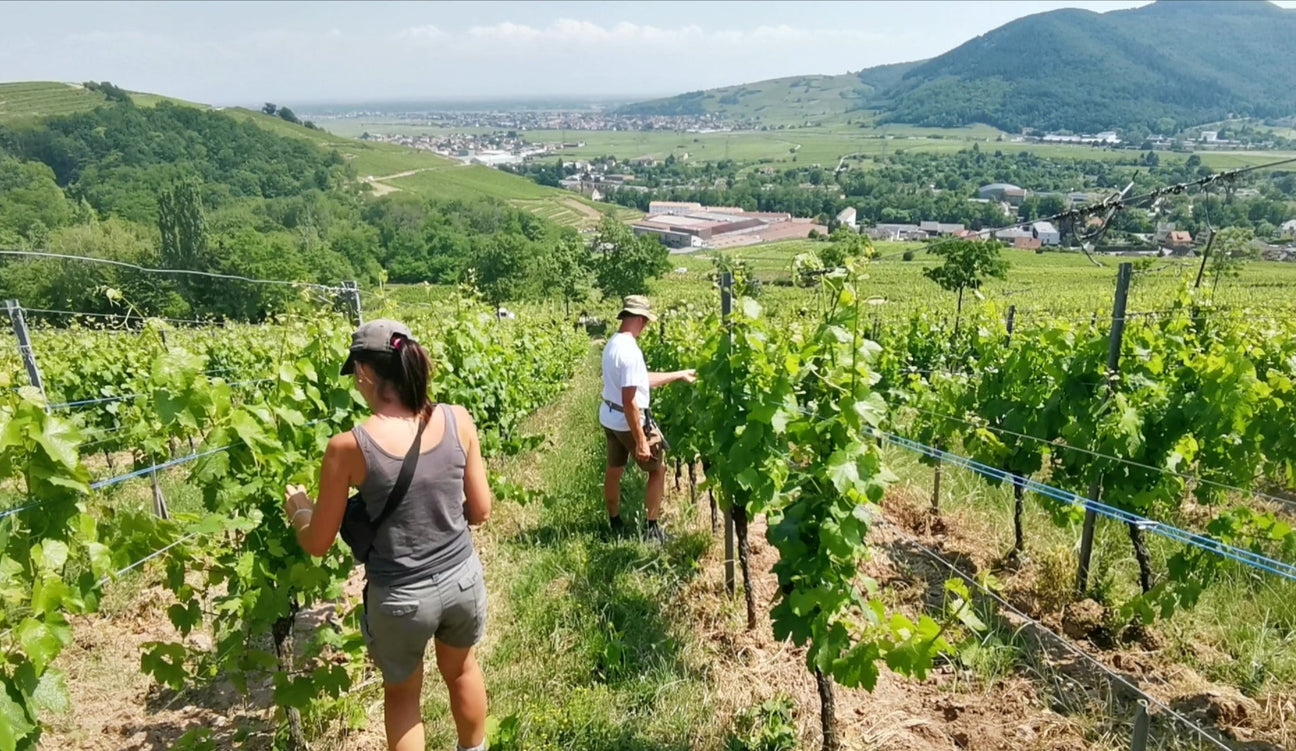 Domaine Saint Remy