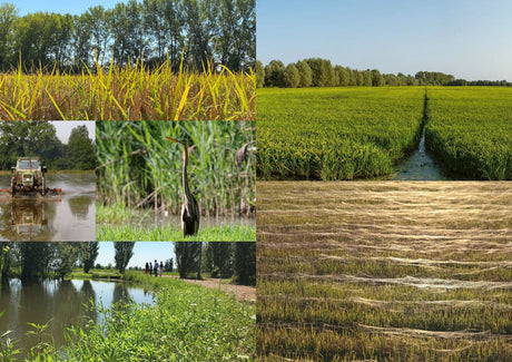 Cavalieri d’Italia riso Carnaroli Classico 500 g