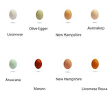 The Garda Egg 120 Uova di varietà mista pregiata BIO