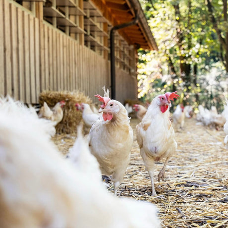 Le Selvagge uova bianche BIO in box di polpa di legno biodegradabile